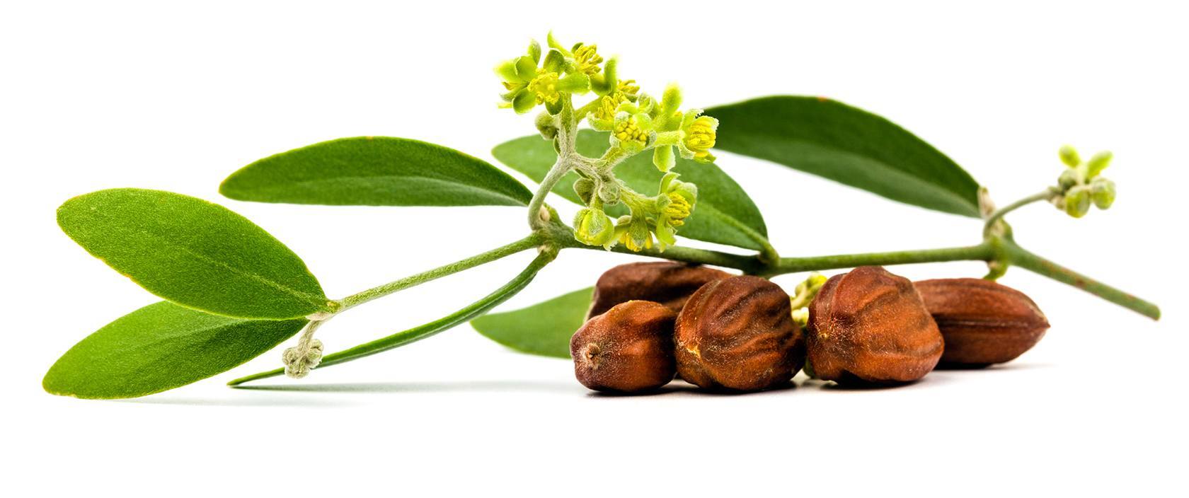 Descubre los beneficios del aceite de jojoba