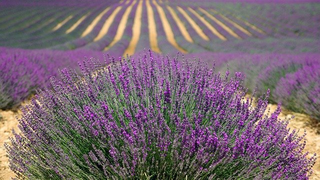 Plantas y flores: la materia prima de Terai Cosmética